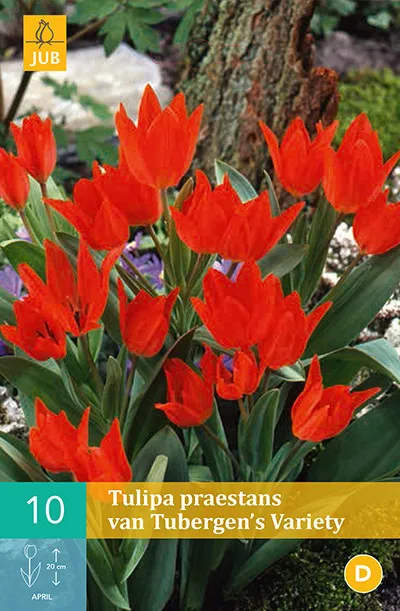 Tulpen Praestans Van Tubergen’s Variety 10st.